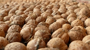 Biologico, Alleanza cooperative: scongiurato rischio di de-certificazione per la frutta in guscio